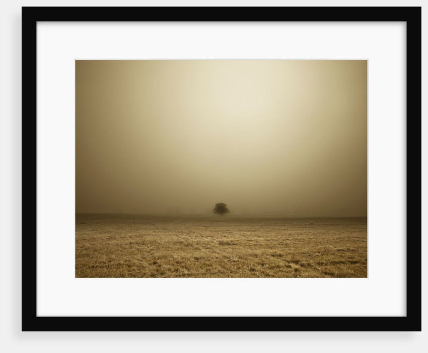Single Tree in mist and fog by Assaf Frank